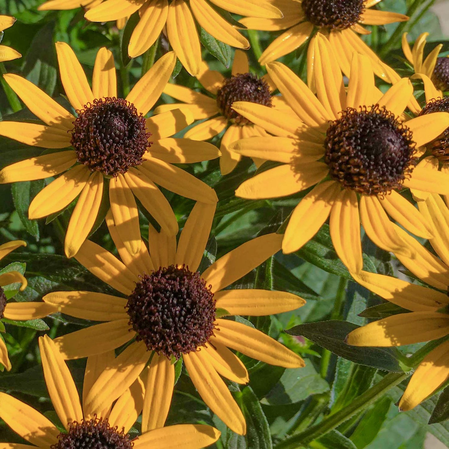 Rudbeckia fulgida 'Little Goldstar'. Close-up of yellow flowers with brown centers on a green background