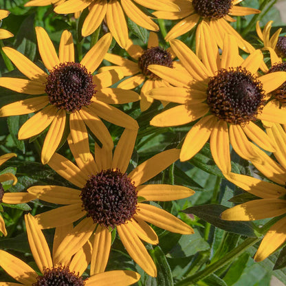 Rudbeckia fulgida 'Little Goldstar'. Close-up of yellow flowers with brown centers on a green background
