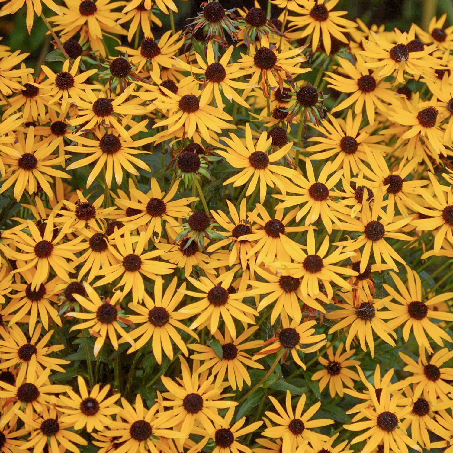 Rudbeckia fulgida 'Little Goldstar'. Close-up of yellow flowers with brown centers.