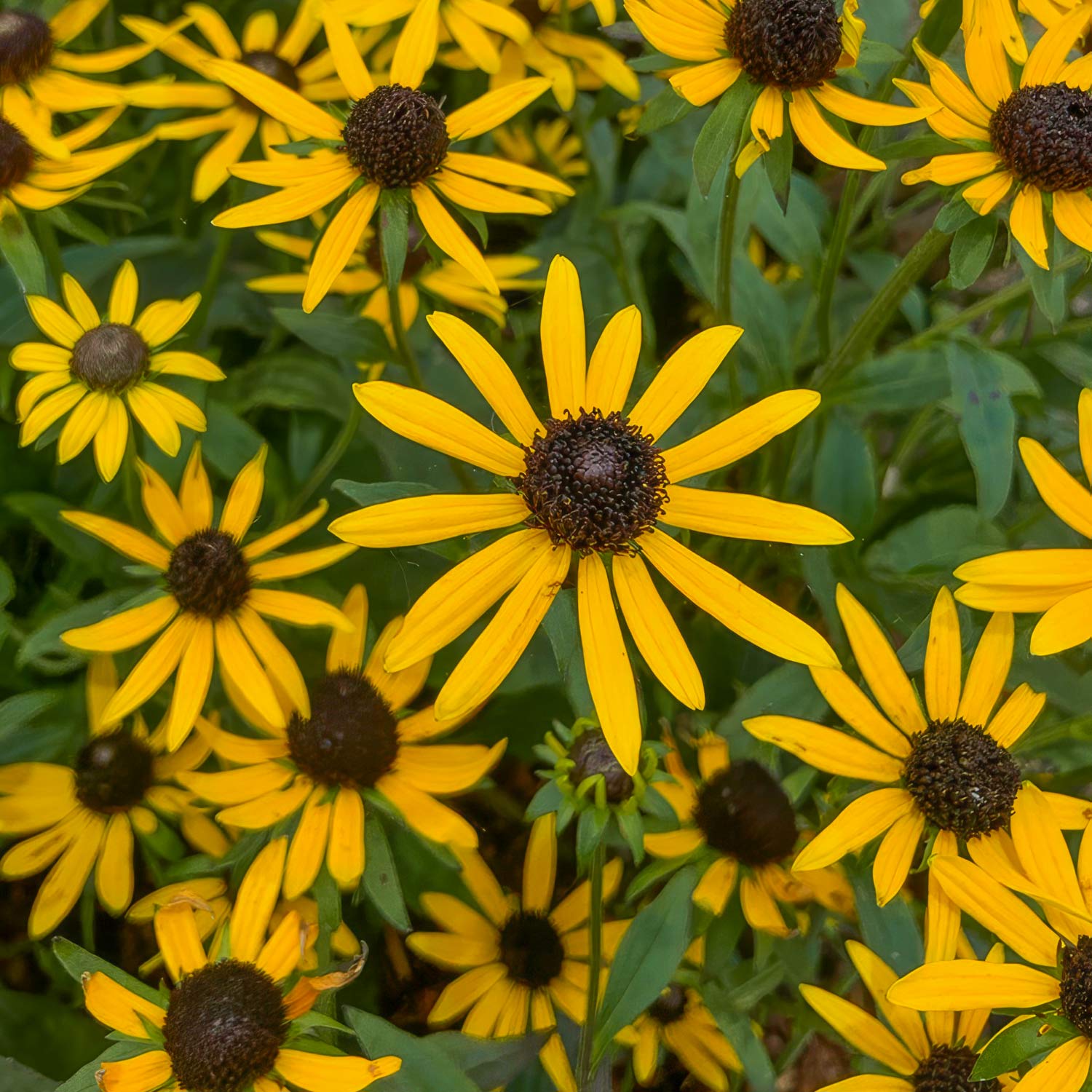 Rudbeckia fulgida 'Little Goldstar'. Close-up of yellow flowers with brown centers on a green background