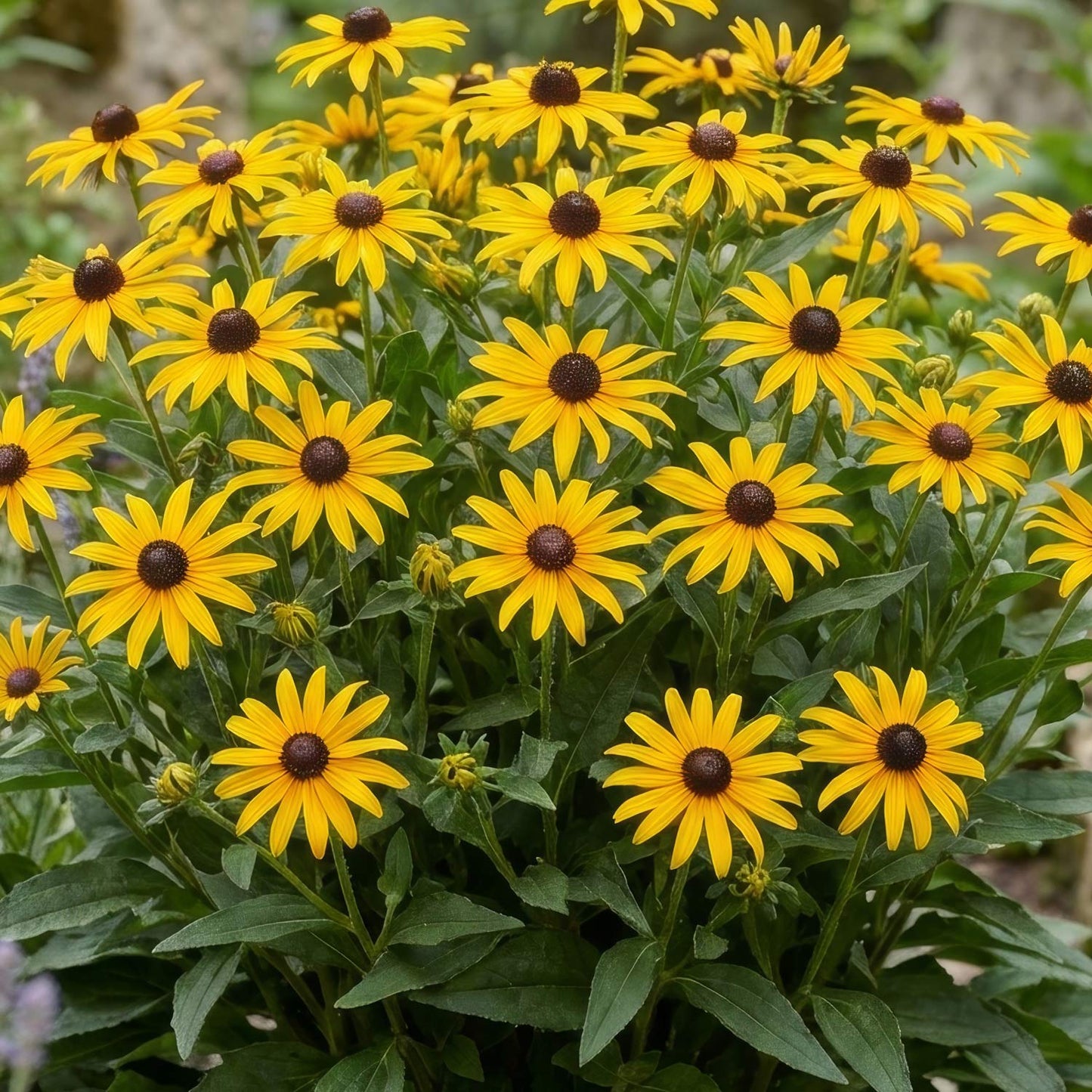 Rudbeckia fulgida 'Sun Ka-Ching'
