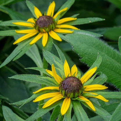 Rudbeckia fulgida 'Sun Ka-Ching'