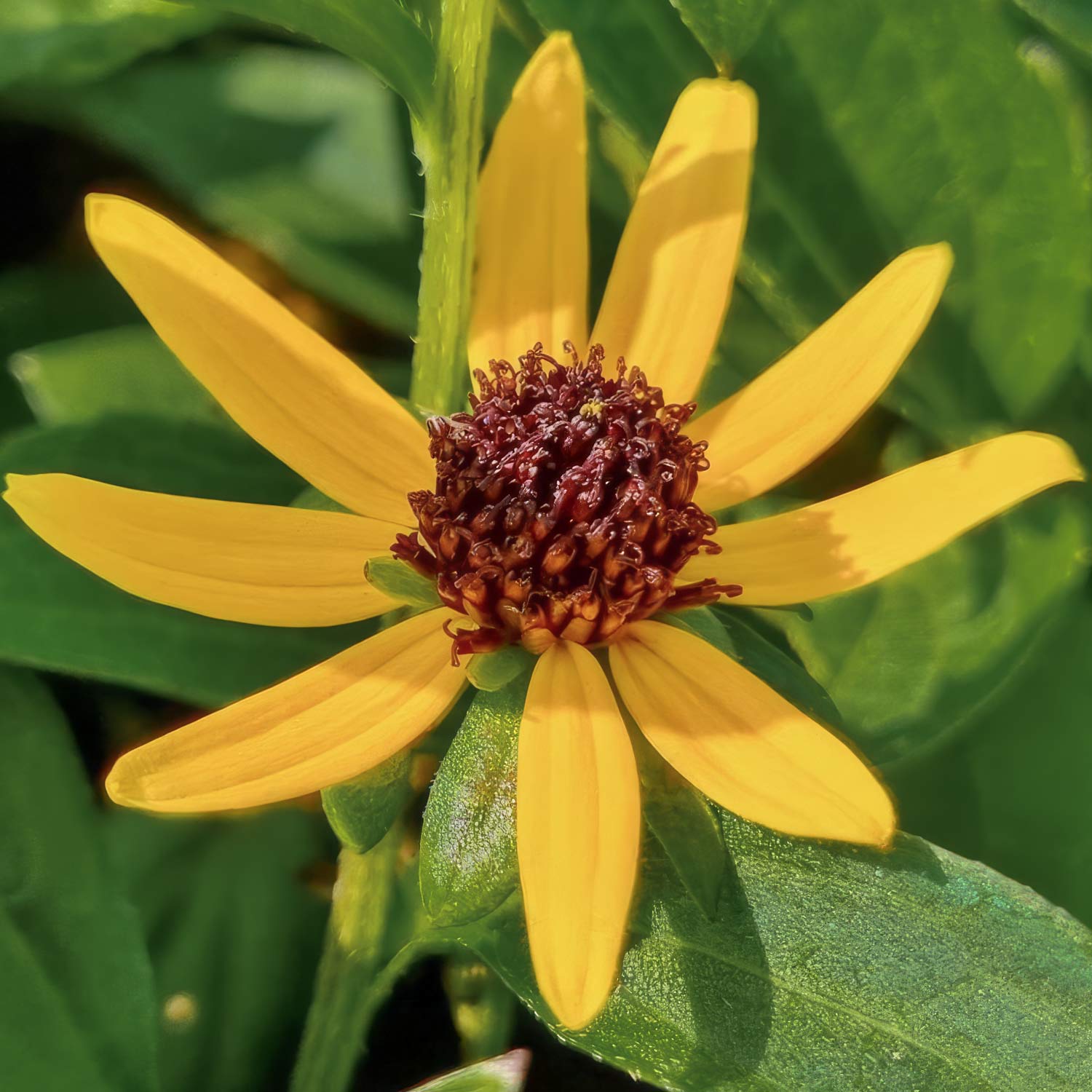 Rudbeckia fulgida 'Sun Ka-Ching'