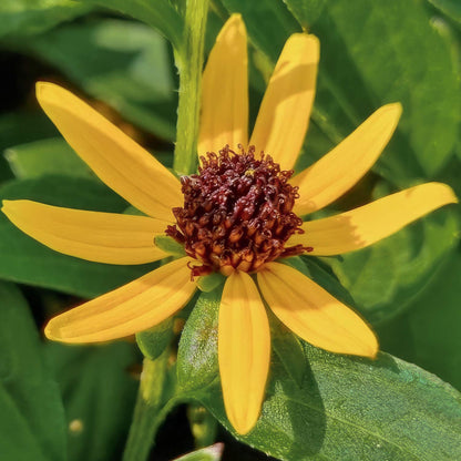 Rudbeckia fulgida 'Sun Ka-Ching'