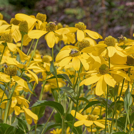 Rudbeckia laciniata 'Juligold'