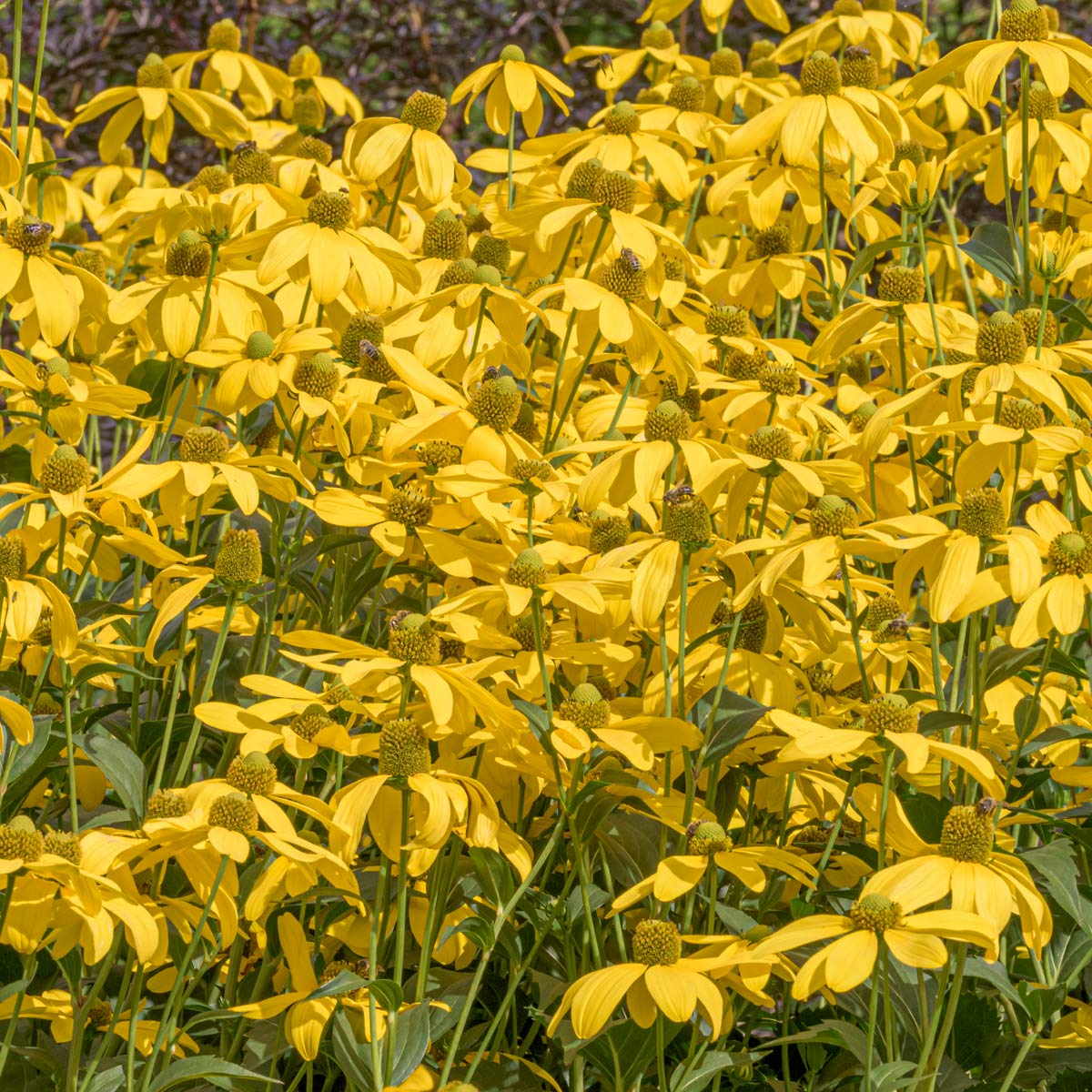 Rudbeckia laciniata 'Juligold'