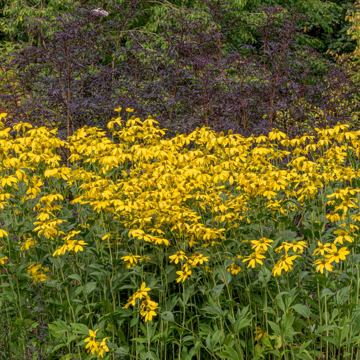 Rudbeckia laciniata 'Juligold'