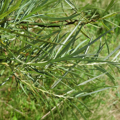 Salix elaeagnos