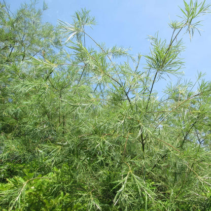Salix elaeagnos