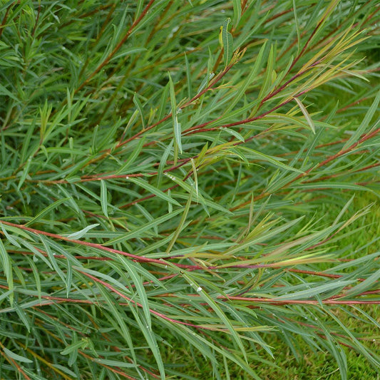 Salix purpurea 'Nancy Saunders'