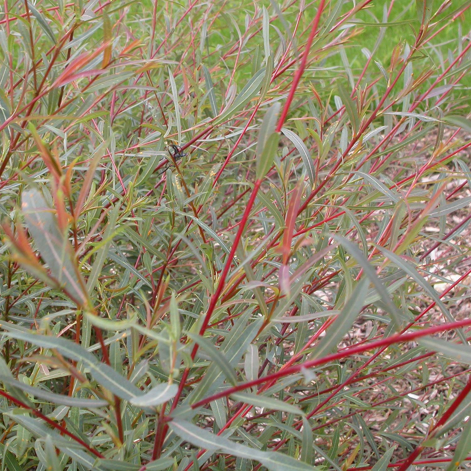 Salix purpurea 'Nancy Saunders'