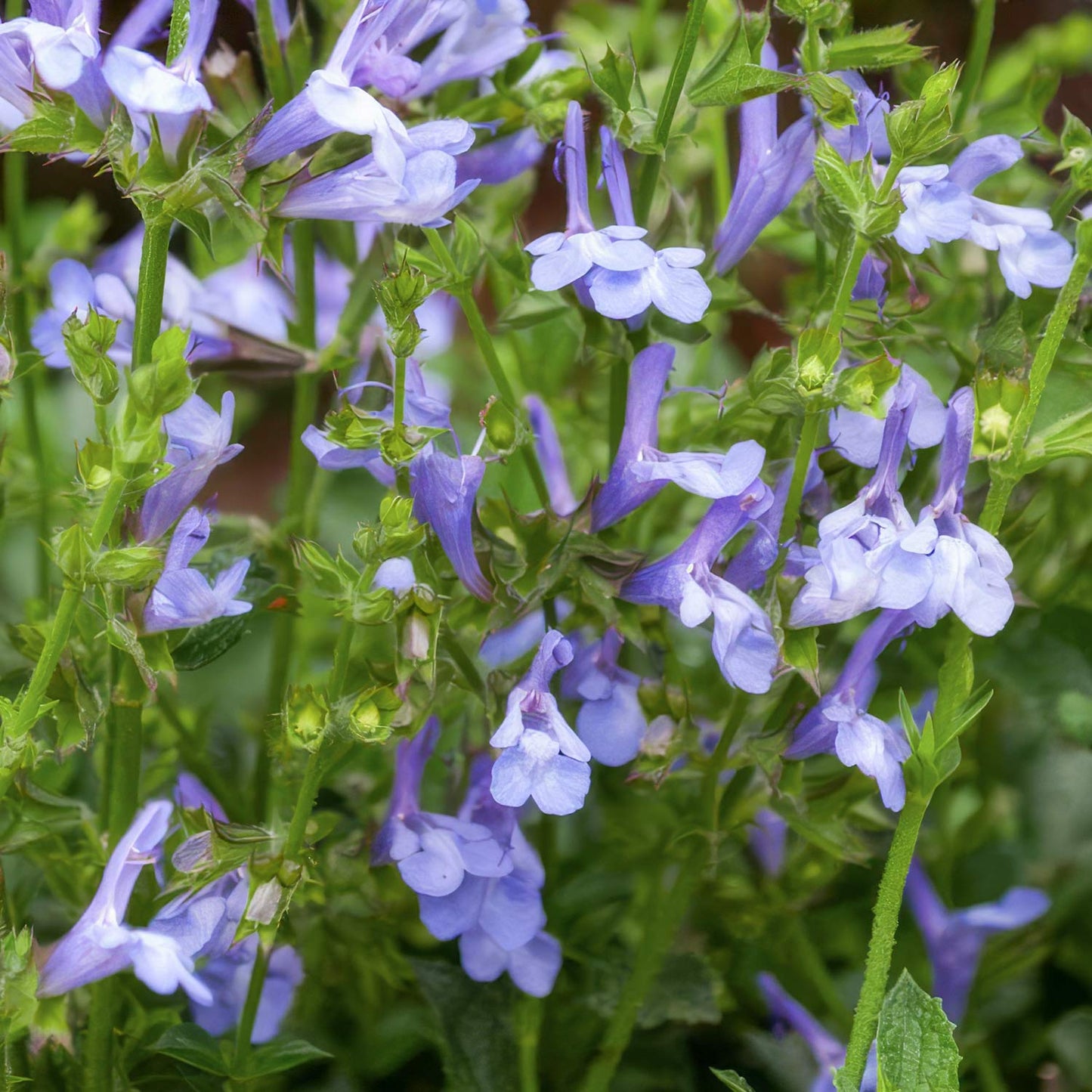 Salvia 'African Sky'