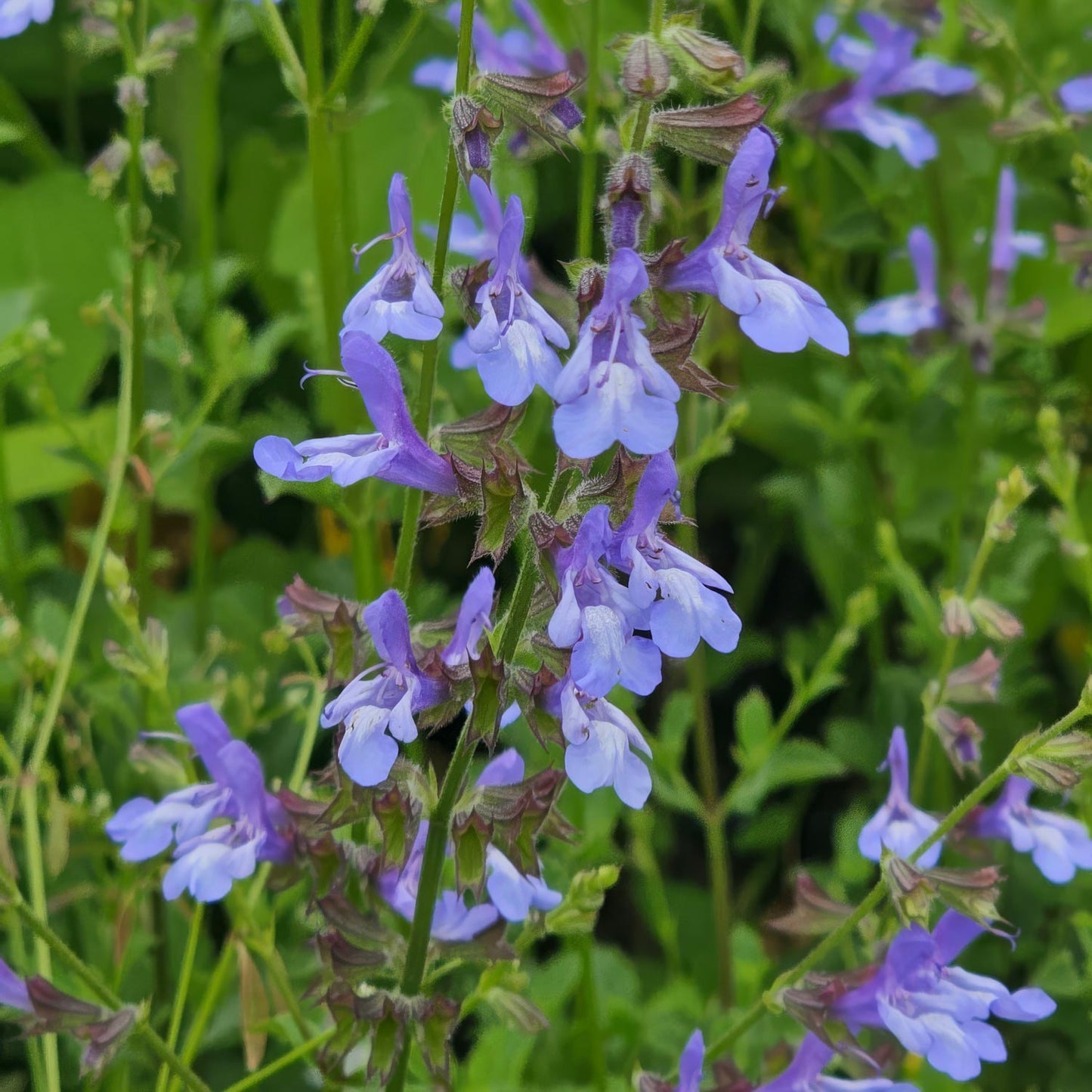 Salvia 'African Sky'