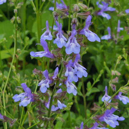 Salvia 'African Sky'