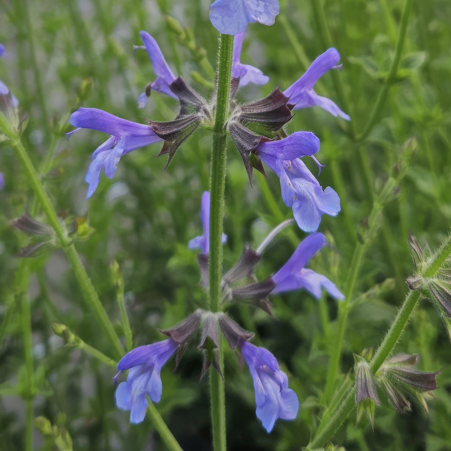 Salvia 'African Sky'