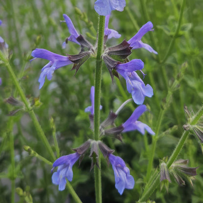 Salvia 'African Sky'