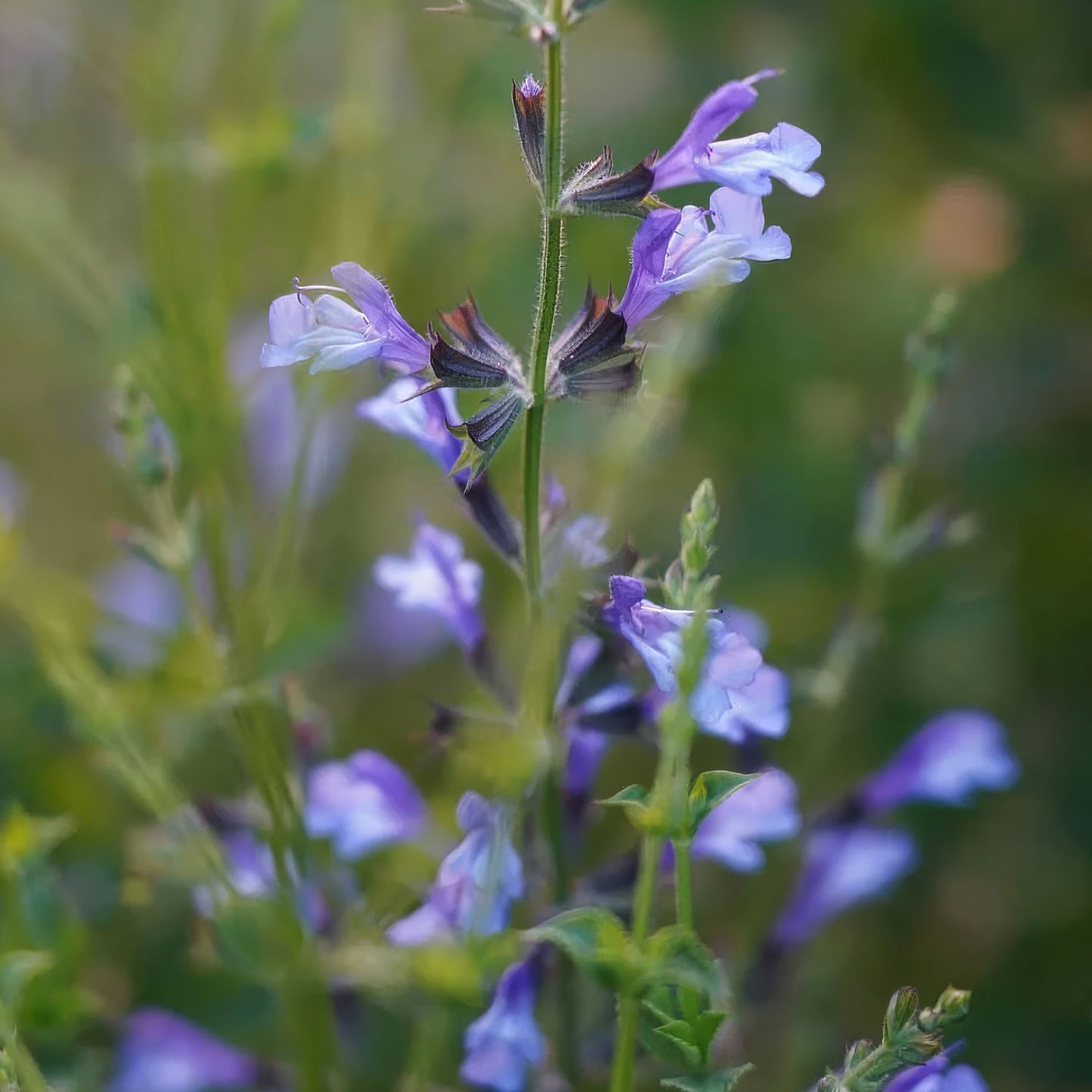 Salvia 'African Sky'