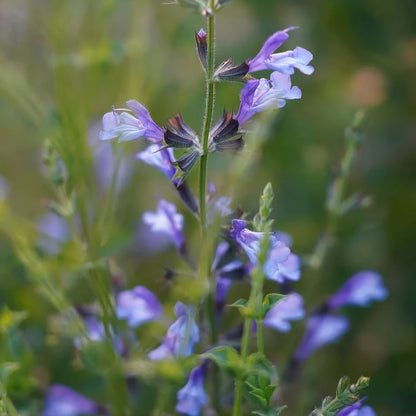 Salvia 'African Sky'