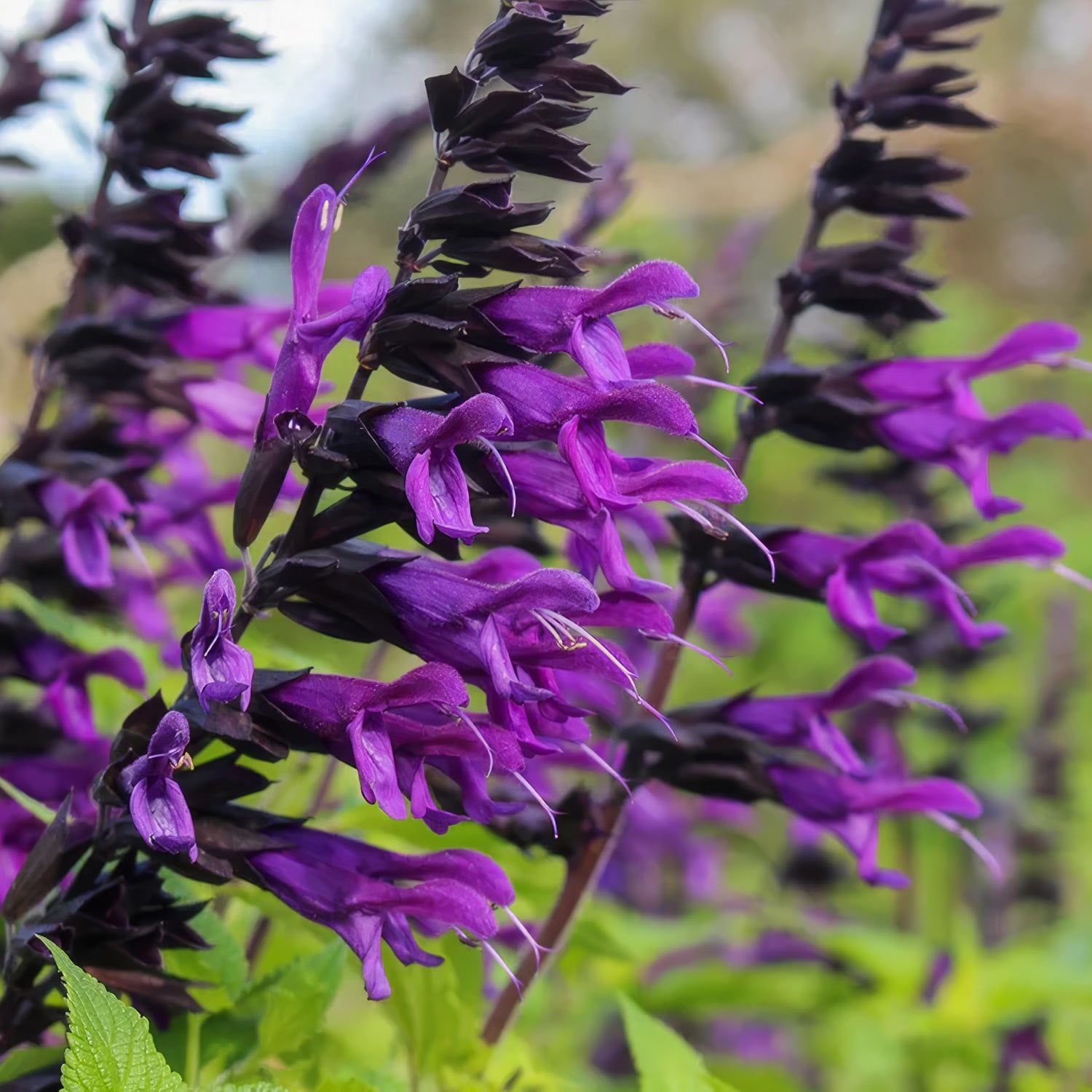 Salvia 'Amistad'