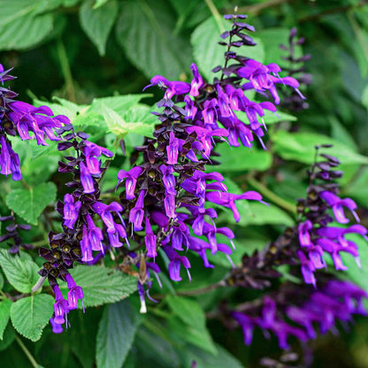 Salvia 'Amistad'