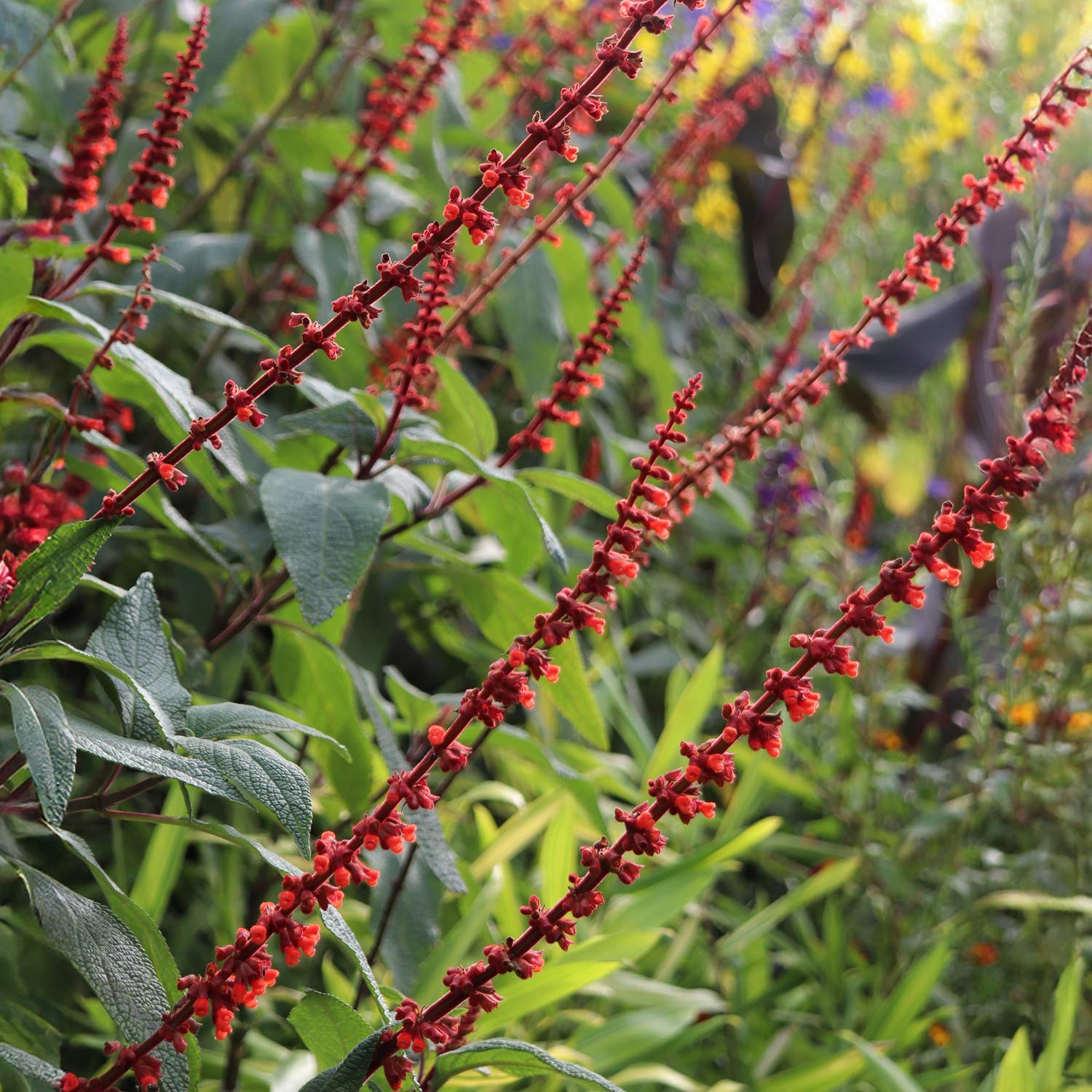 Salvia confertiflora