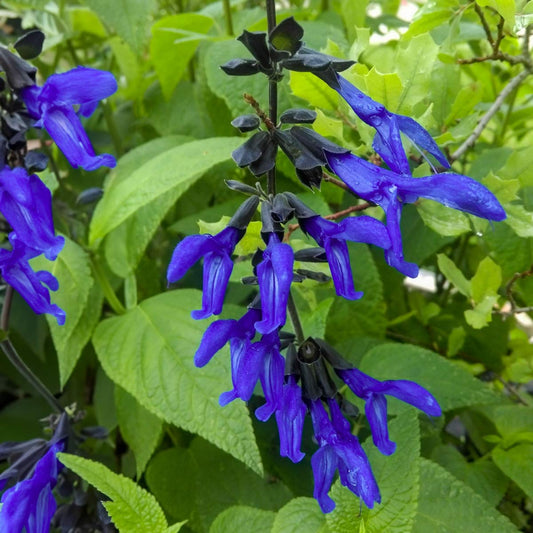 Salvia guaranitica 'Black and Blue'