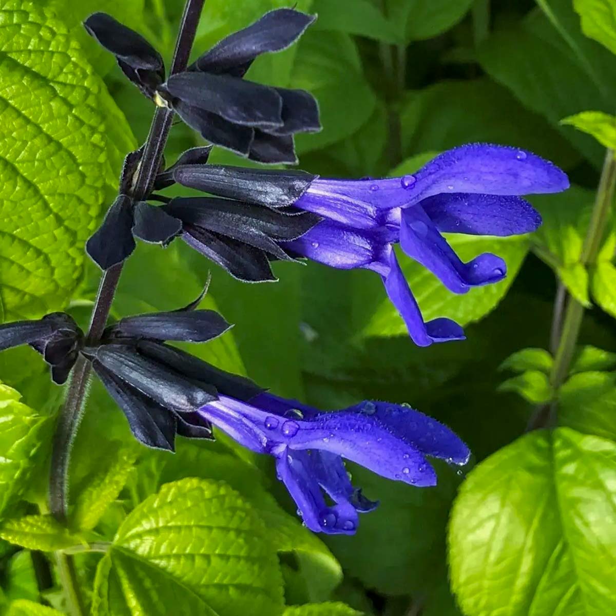 Salvia Guaranitica Black And Blue Barnsdale Gardens Salvia Guaranitica Black And Blue Barnsdale Gardens