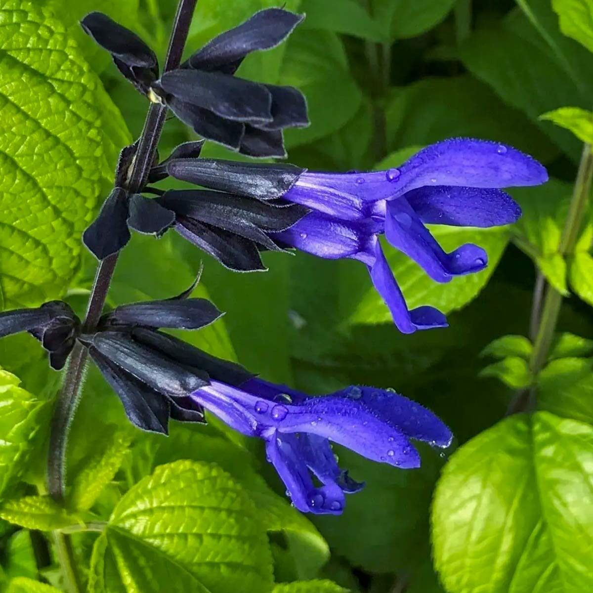 Salvia guaranitica 'Black and Blue'