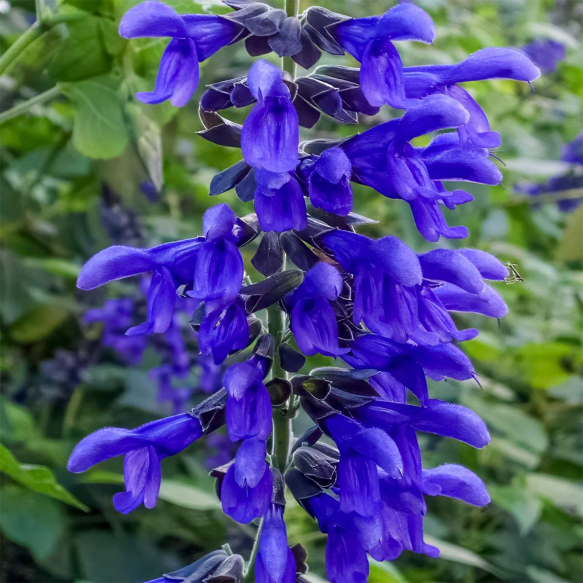 Salvia guaranitica 'Black and Blue'