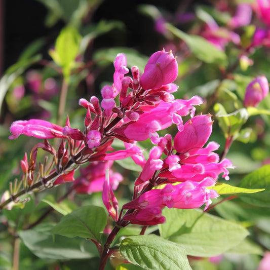 Salvia involucrata 'Bethellii'