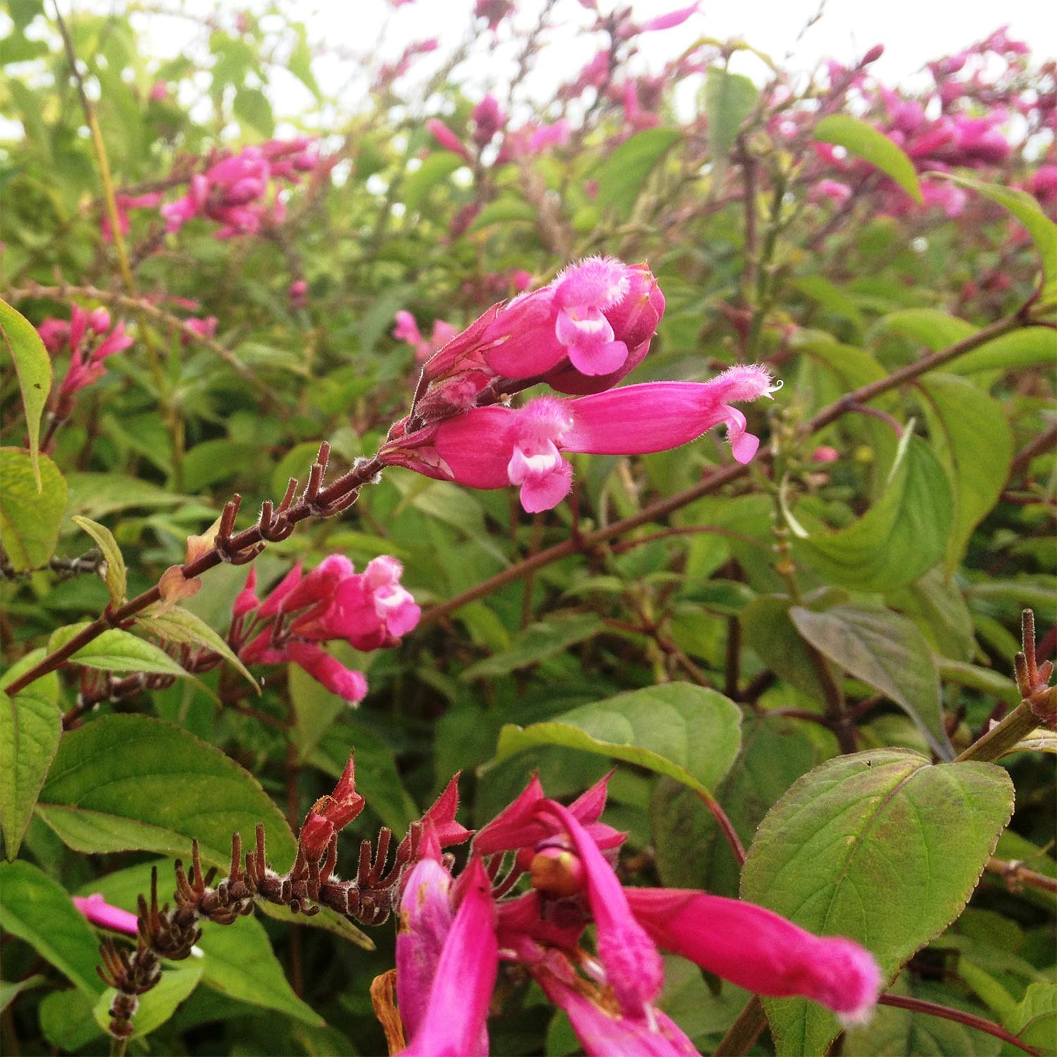 Salvia involucrata 'Bethellii'