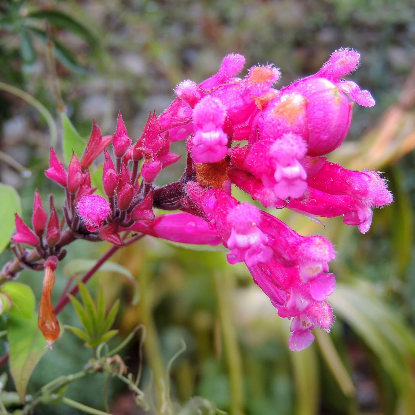 Salvia involucrata 'Bethellii'