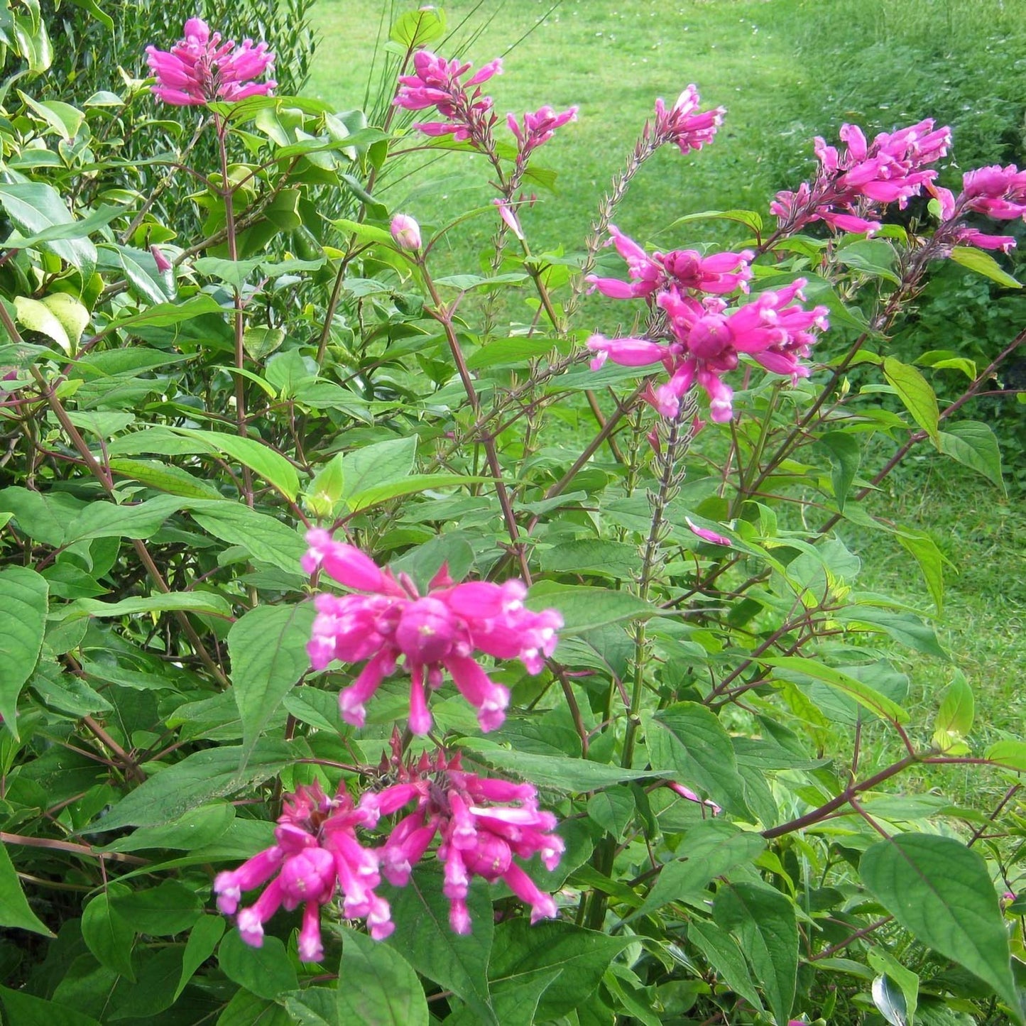 Salvia involucrata 'Bethellii'