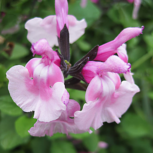 Salvia 'Angel Wings'