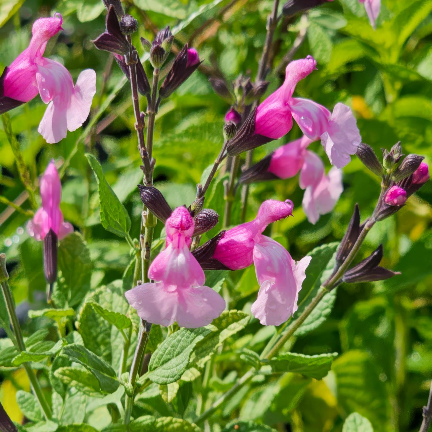 Salvia 'Angel Wings'