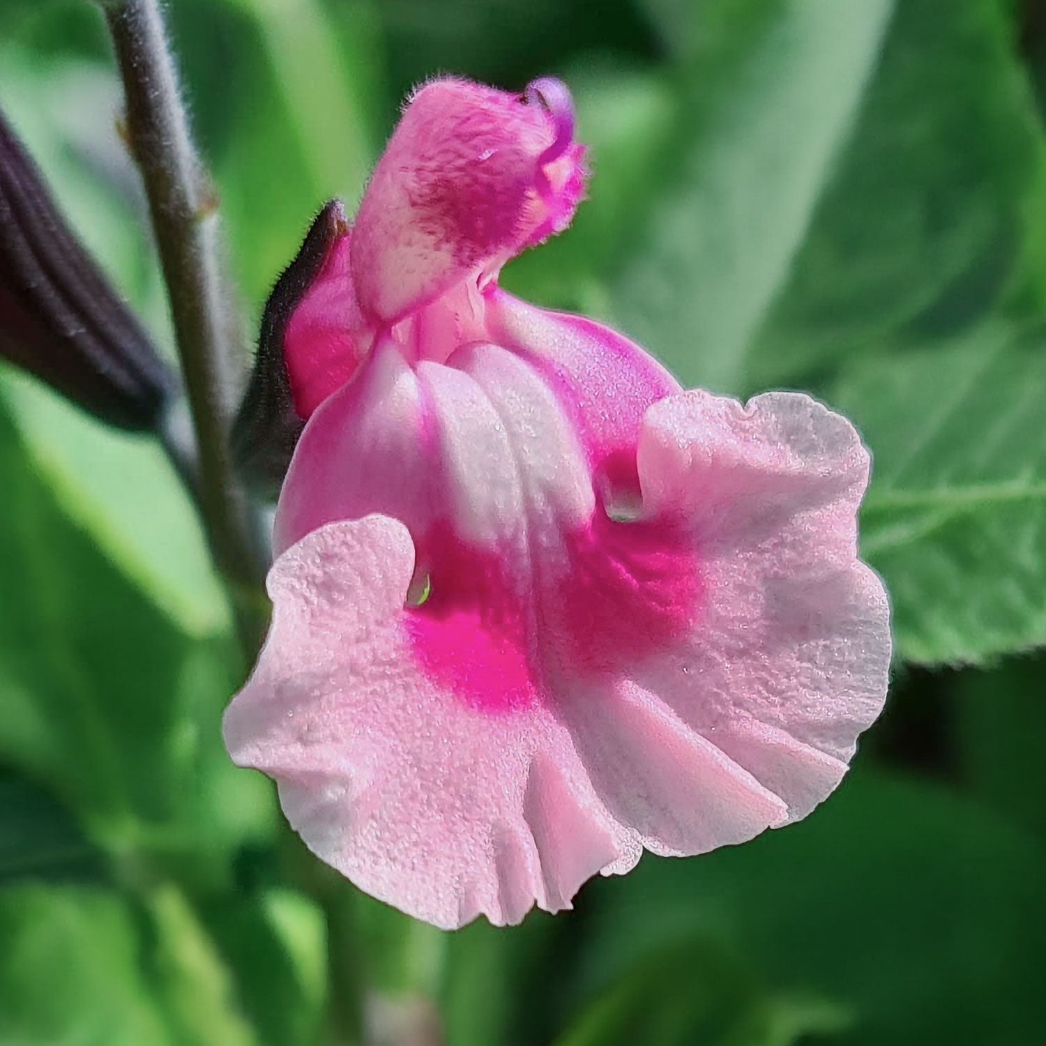Salvia 'Angel Wings'