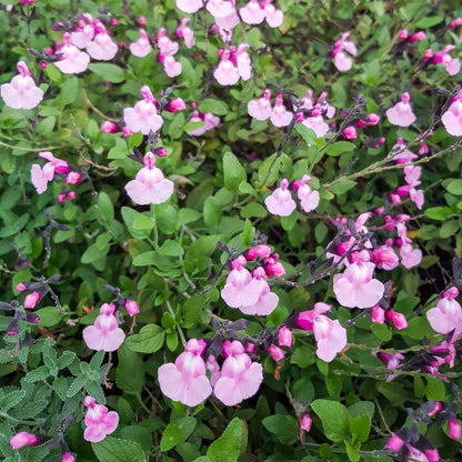 Salvia 'Angel Wings'
