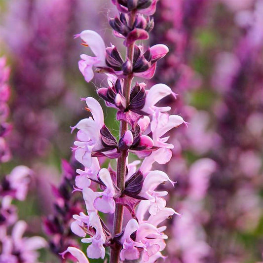 Salvia nemerosa 'Caradonna Pink Inspiration'