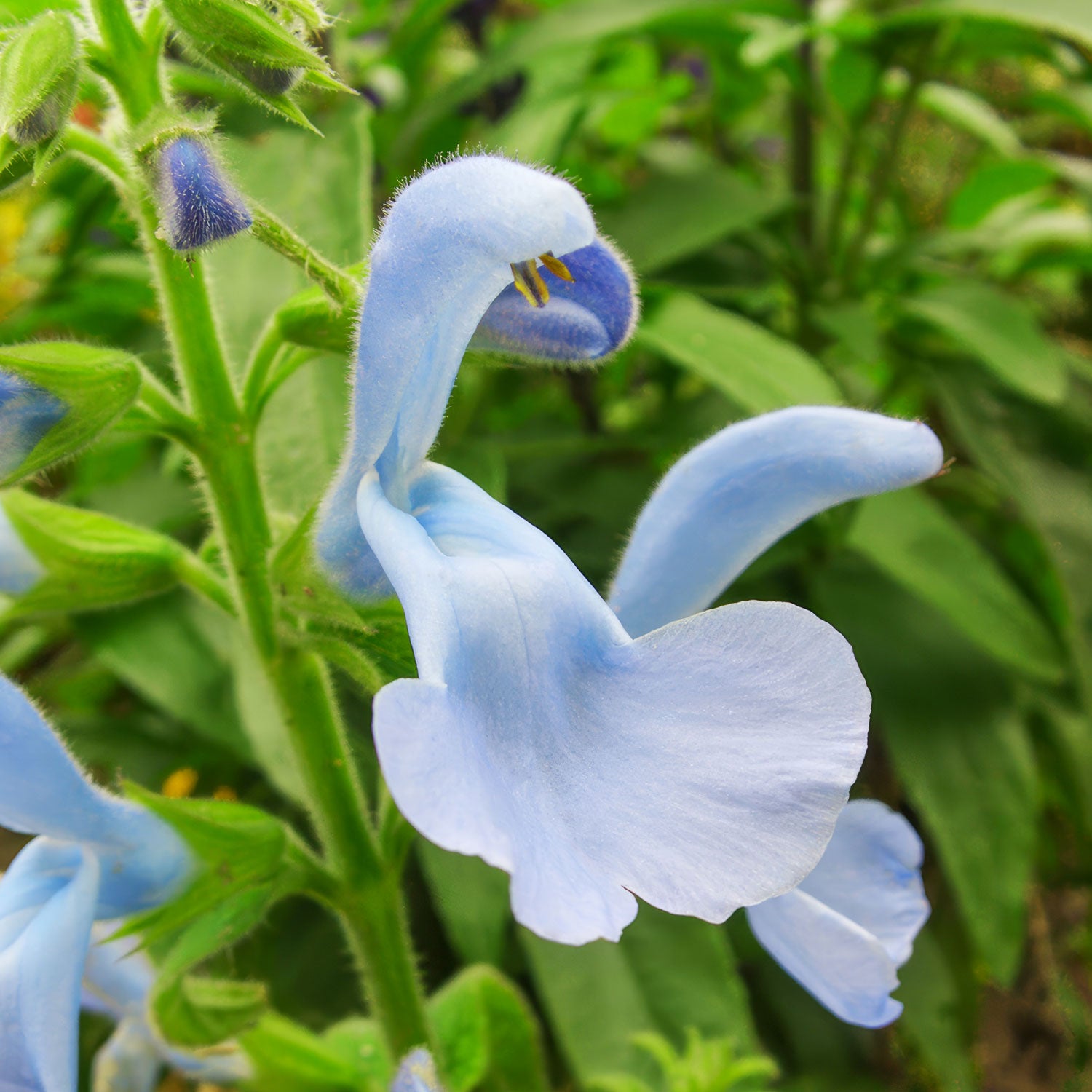 Salvia patens 'Cambridge Blue'