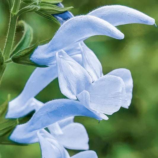 Salvia patens 'Cambridge Blue'