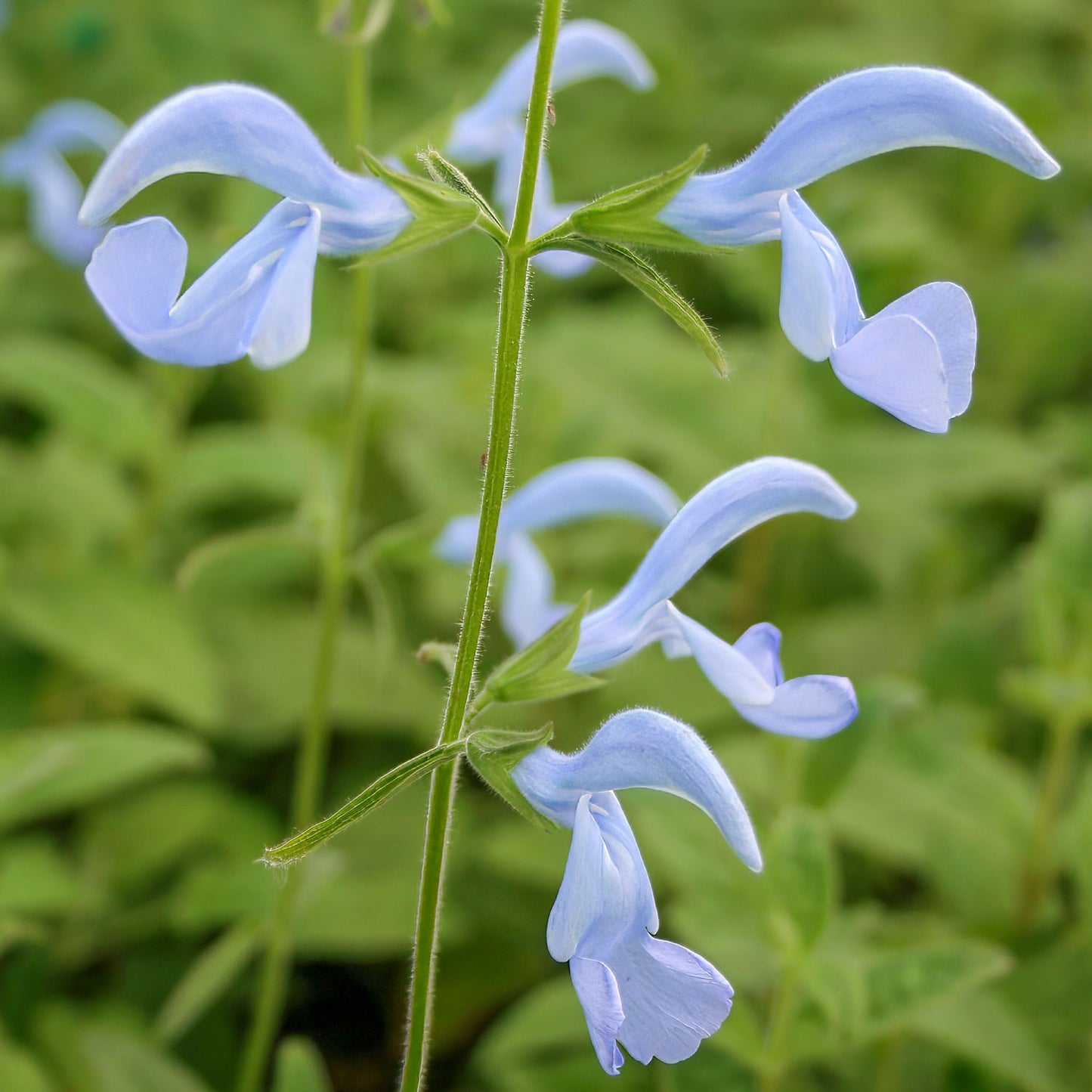 Salvia patens 'Cambridge Blue'