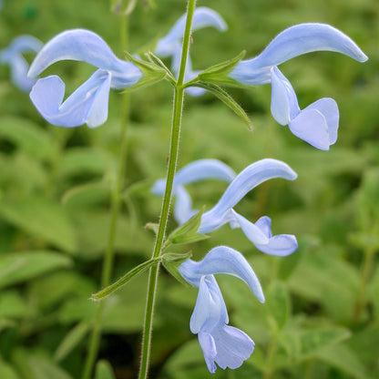 Salvia patens 'Cambridge Blue'