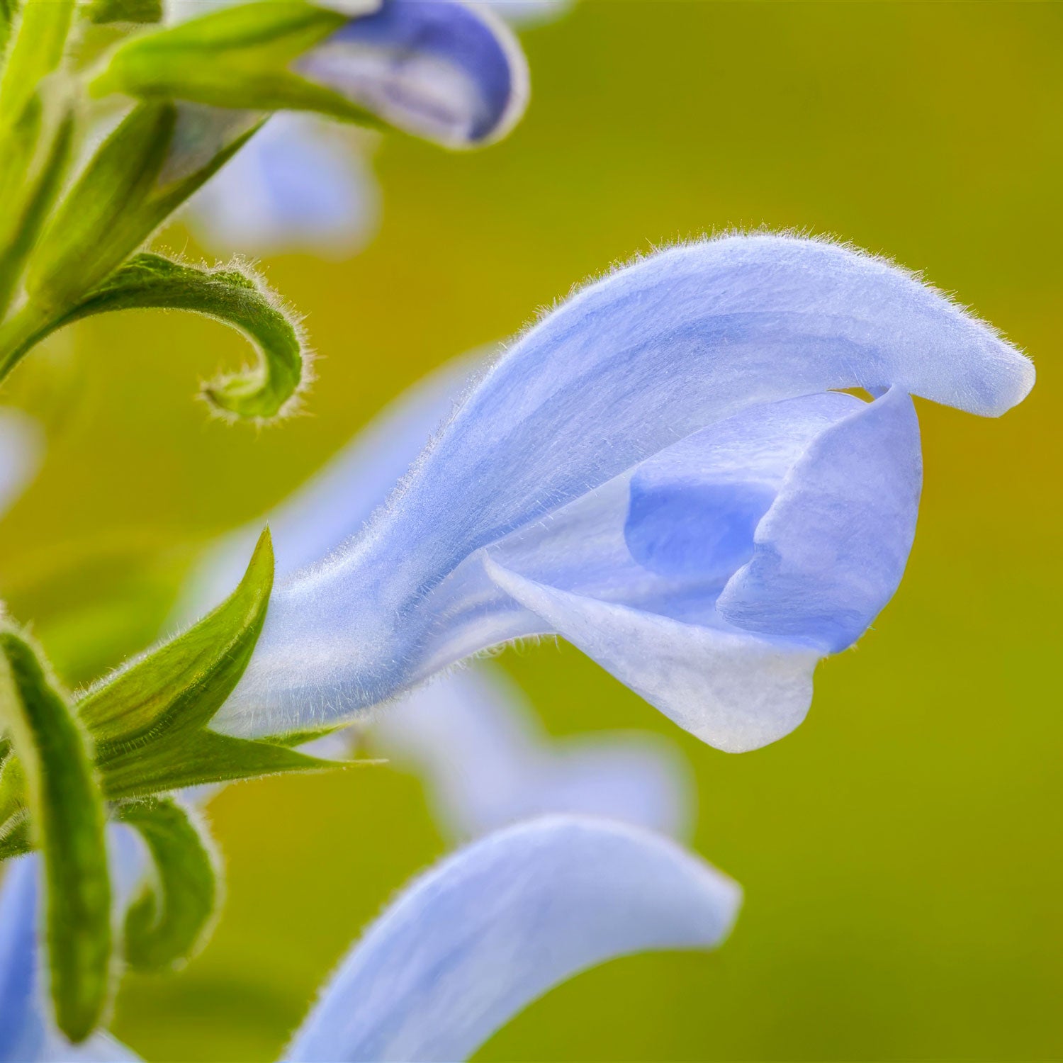 Salvia patens 'Cambridge Blue'