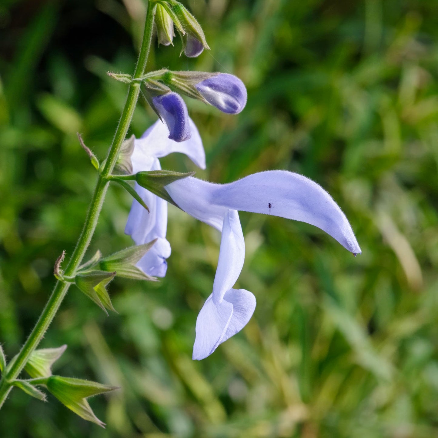 Salvia patens 'Cambridge Blue'