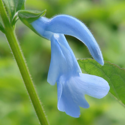 Salvia patens 'Cambridge Blue'