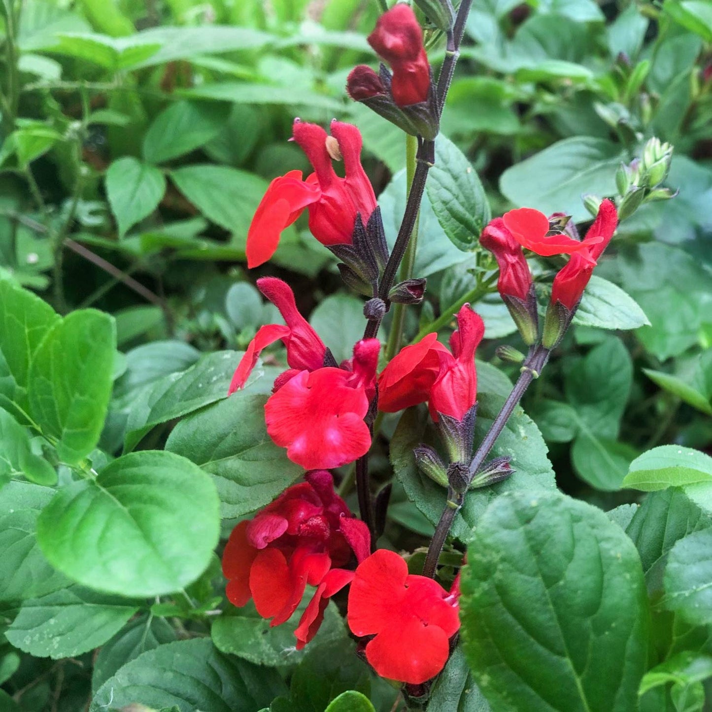 Salvia 'Royal Bumble'