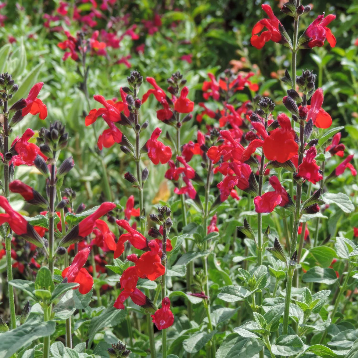 Salvia 'Royal Bumble'