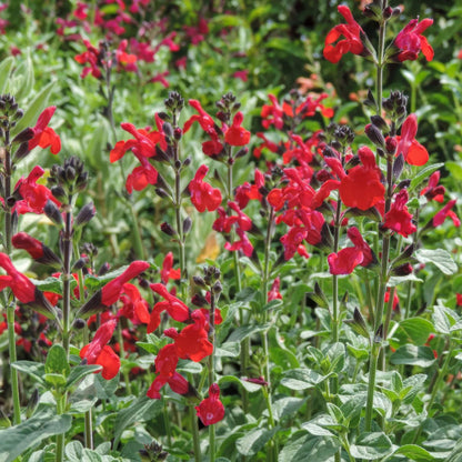 Salvia 'Royal Bumble'