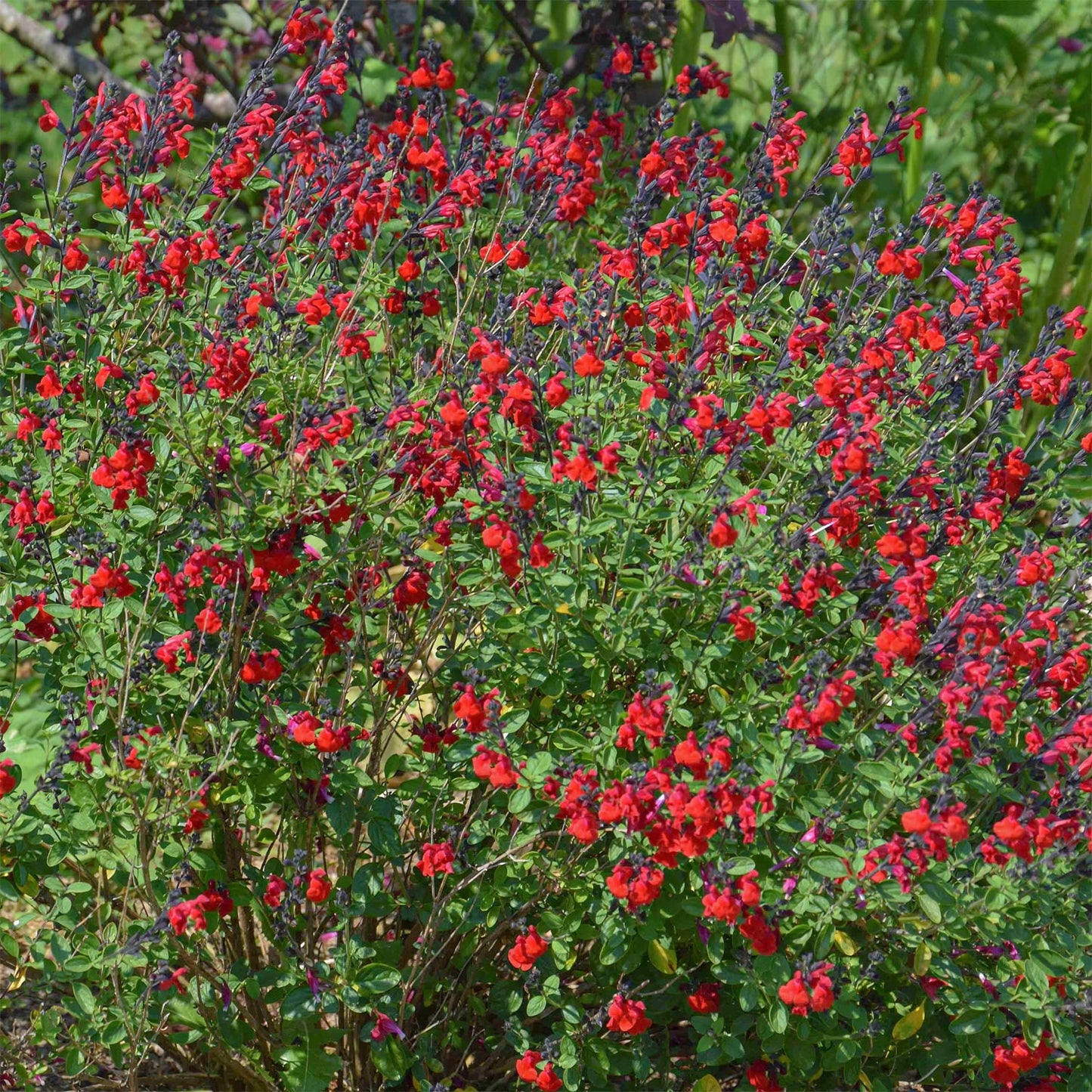 Salvia 'Royal Bumble'