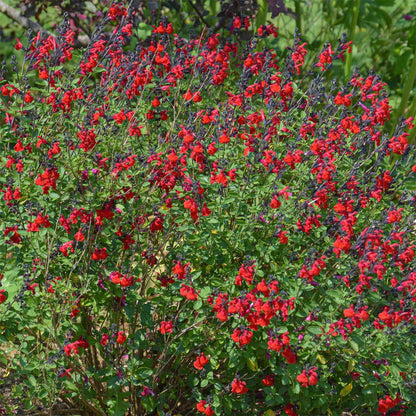 Salvia 'Royal Bumble'